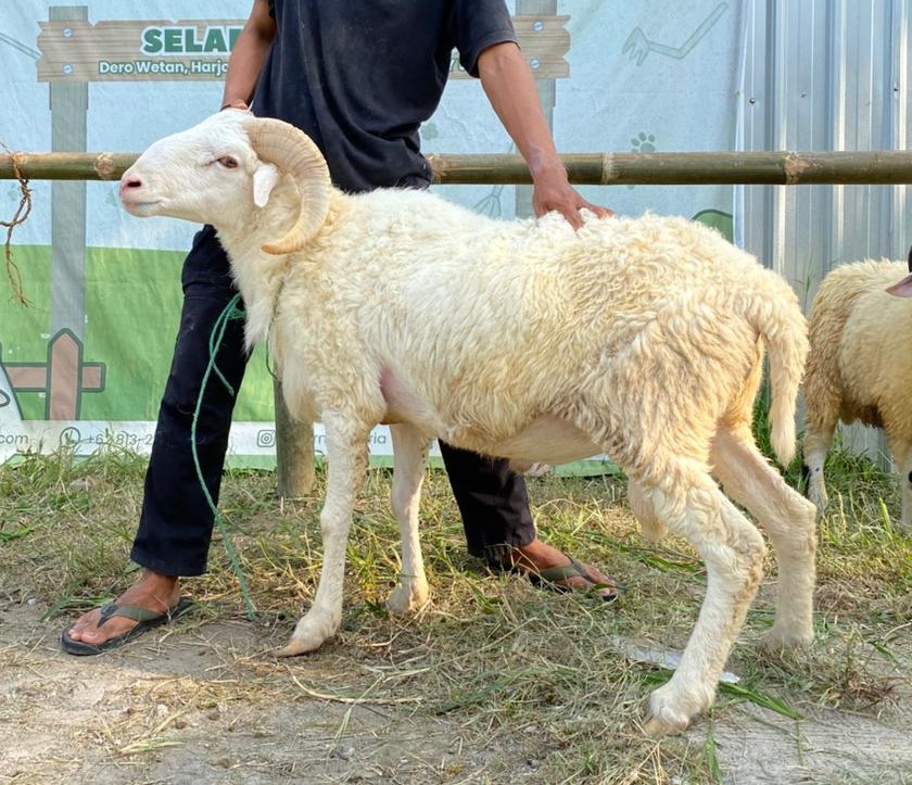 Domba Qurban 11